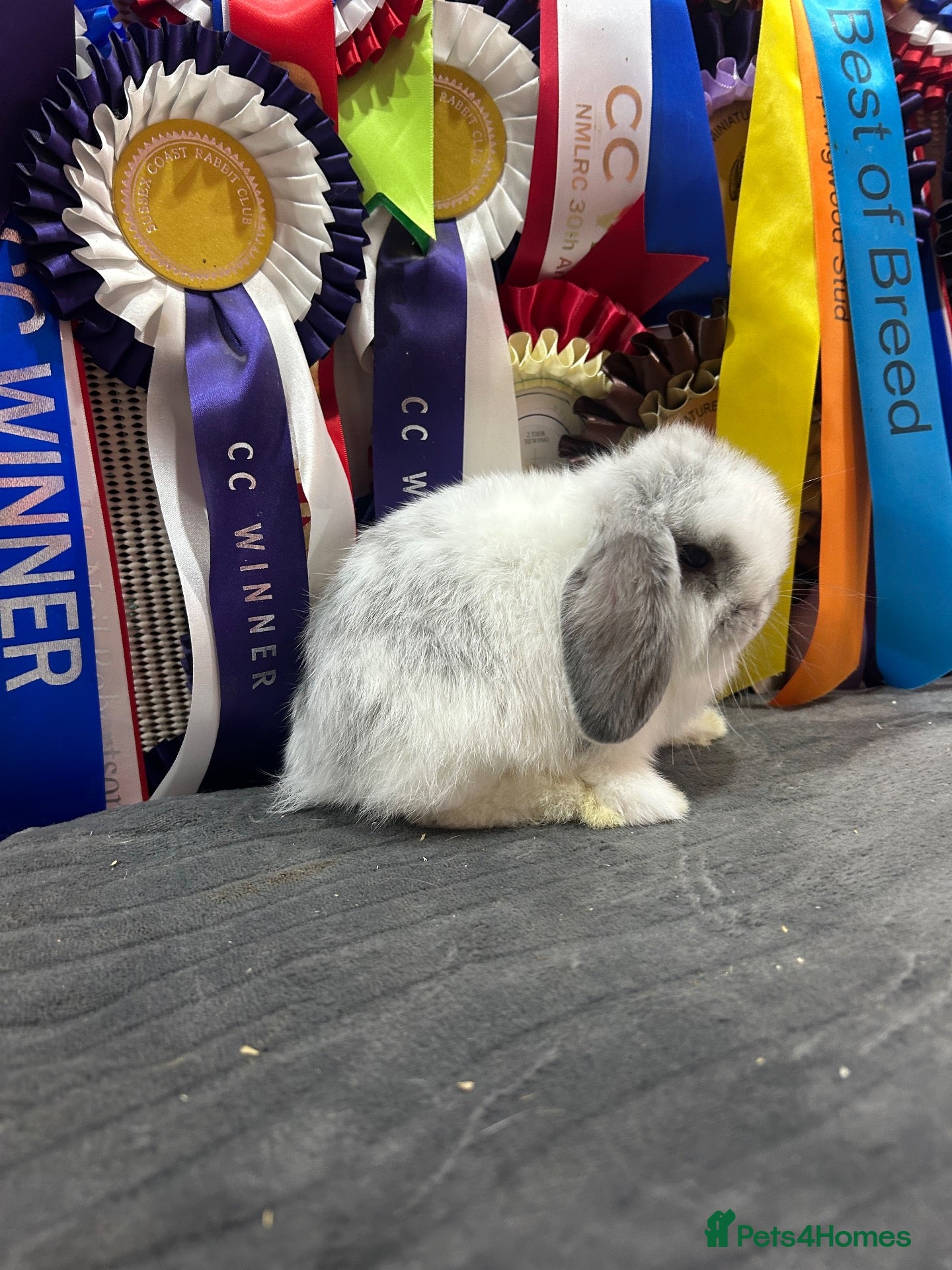 Mini Lop rabbits Show bloodline miniature lops - Advert 7