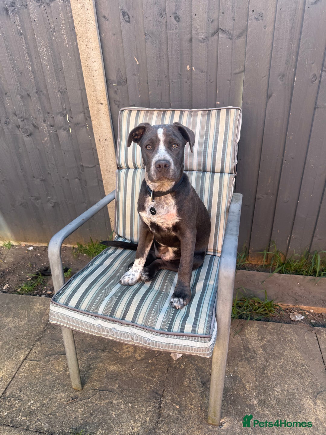 Mixed Breed dogs for sale: Bulldog x Staffie for rehoming.  - Image 11