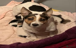 Jack Russell dogs for sale: Jack Russell Pups - Image 6