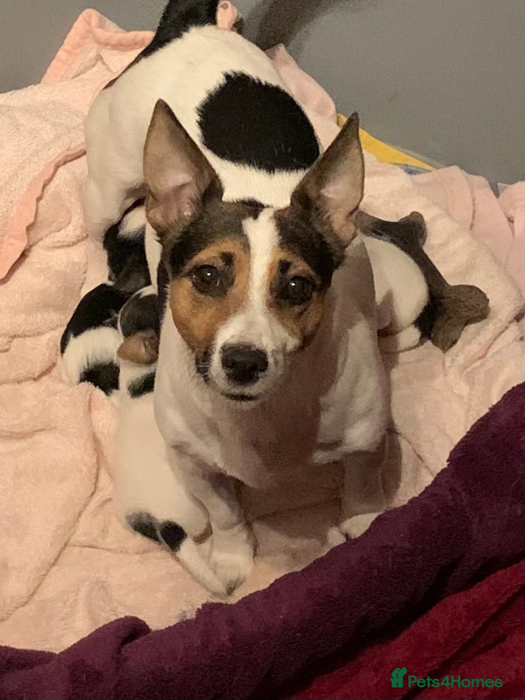Jack Russell dogs for sale: Jack Russell Pups - Image 6