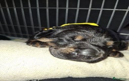 Mixed Breed dogs for sale: Luna pups - Image 4