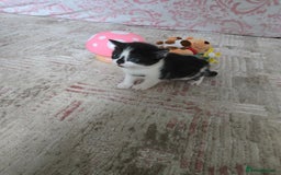 Mixed Breed cats for sale: Pretty black and white fluffy kittens - Image 12