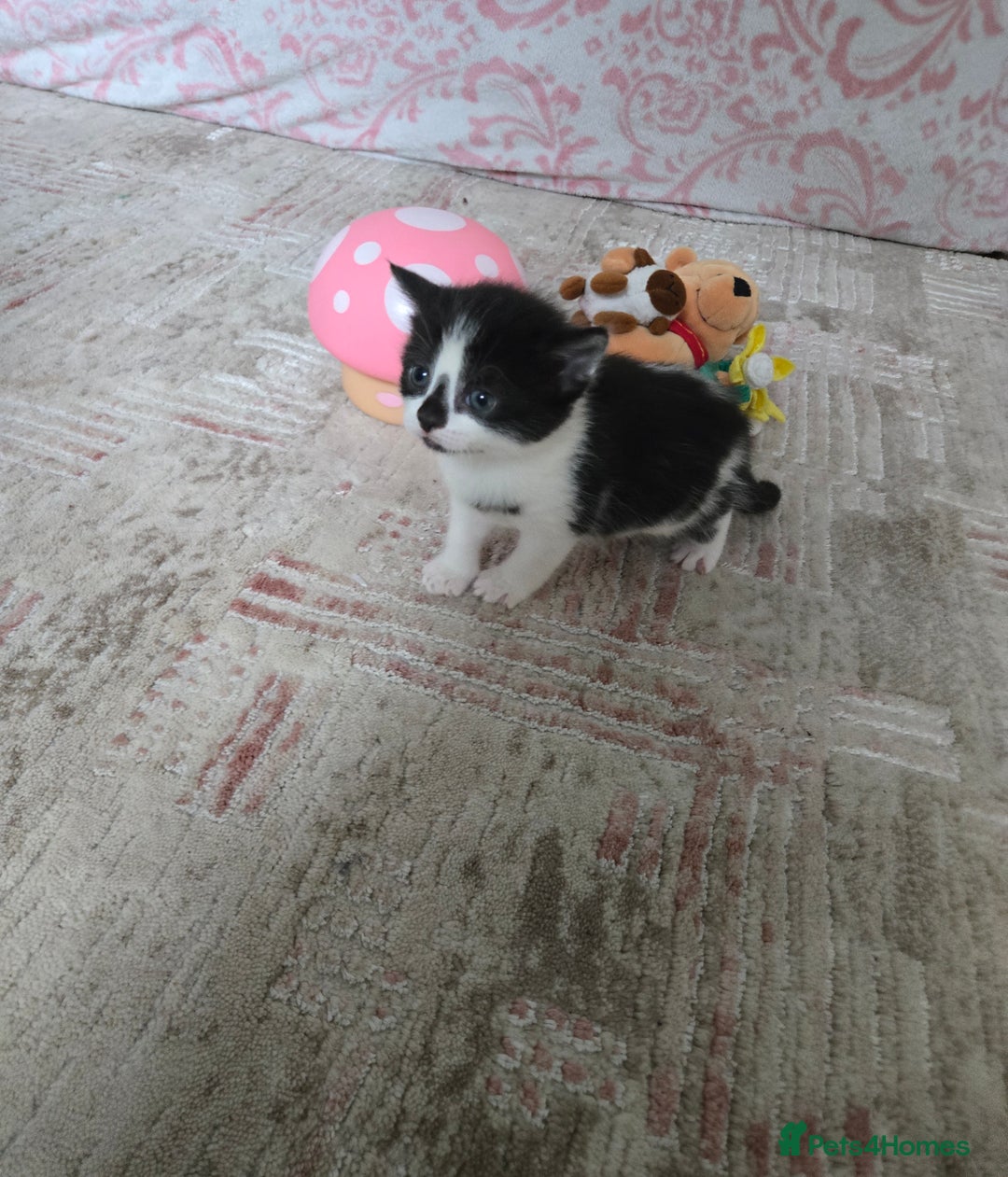 Mixed Breed cats for sale: Pretty black and white fluffy kittens - Image 12
