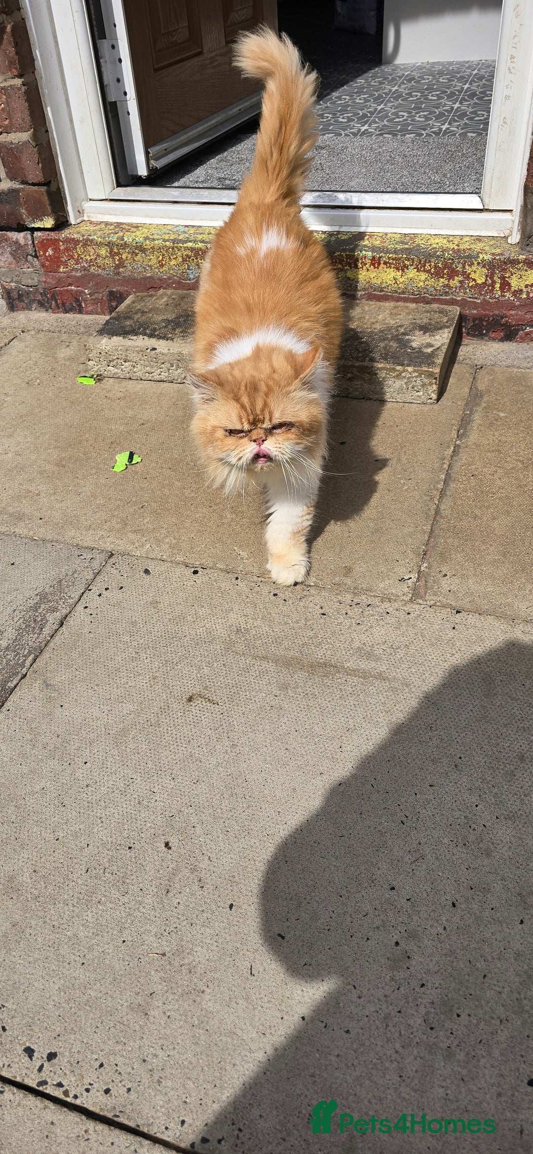 Persian cats for stud: 💙🩵💙BEAUTIFUL PERSIAN BOY FOR STUD in Manchester - Image 3