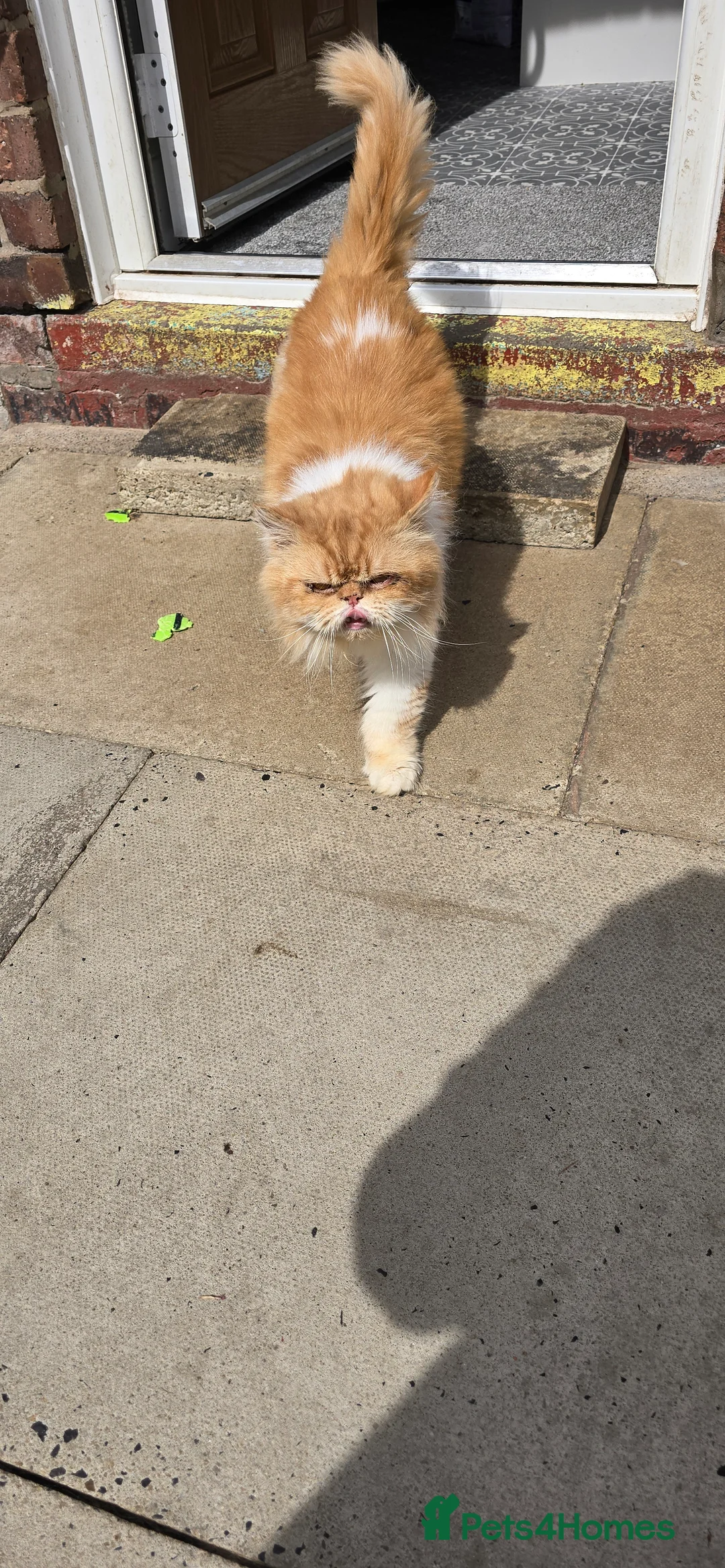 Persian cats for stud: 💙🩵💙BEAUTIFUL PERSIAN BOY FOR STUD in Manchester - Advert 3