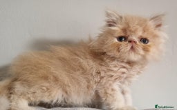 Persian cats for sale: Stunning Persian babies  - Image 9