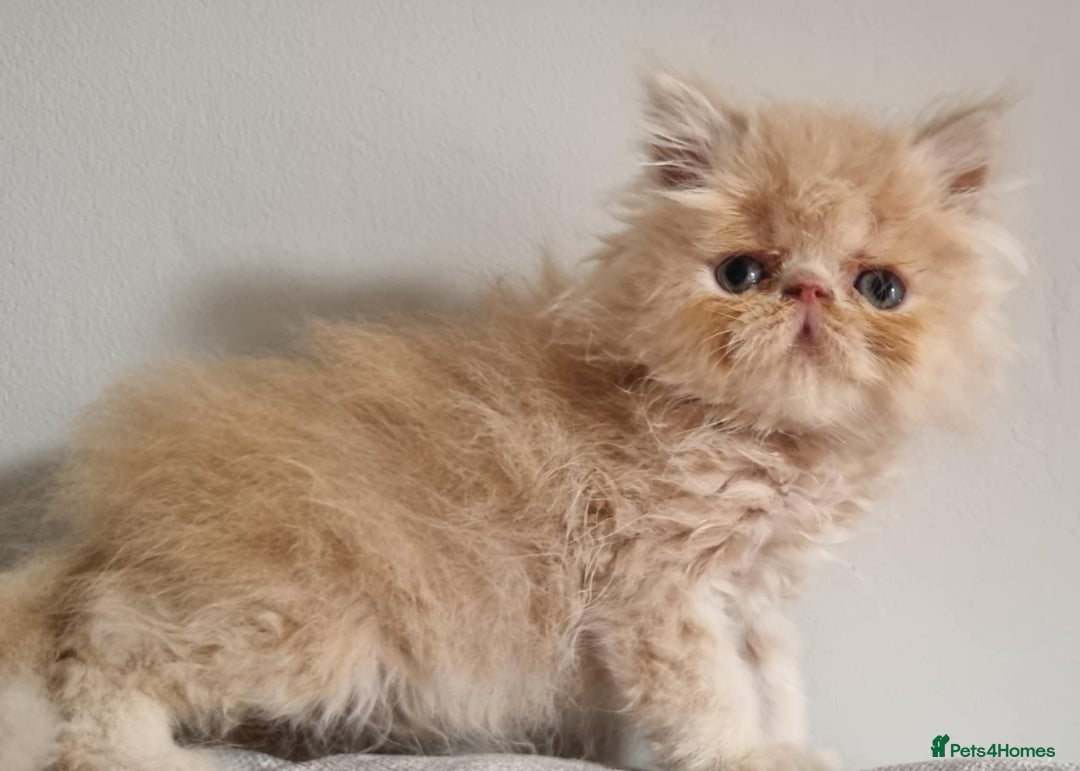 Persian cats for sale: Stunning Persian babies  - Image 9