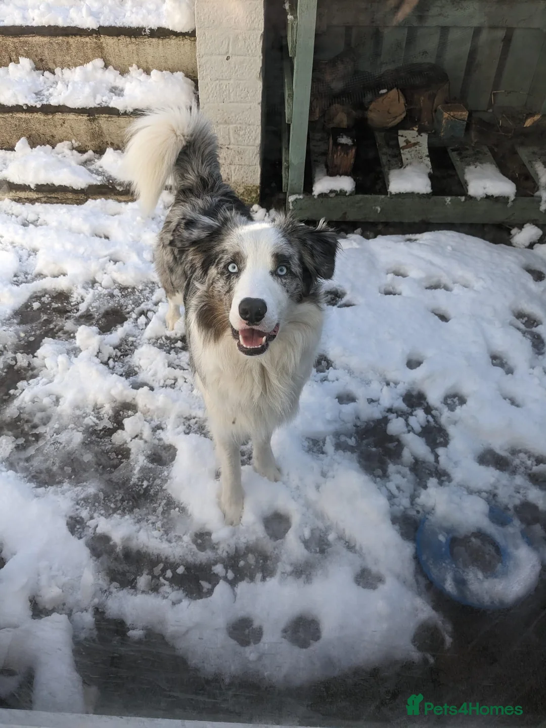 Border Collie dogs for stud: Proven tri blue Merle with two blue eyes in Darlington - Advert 6