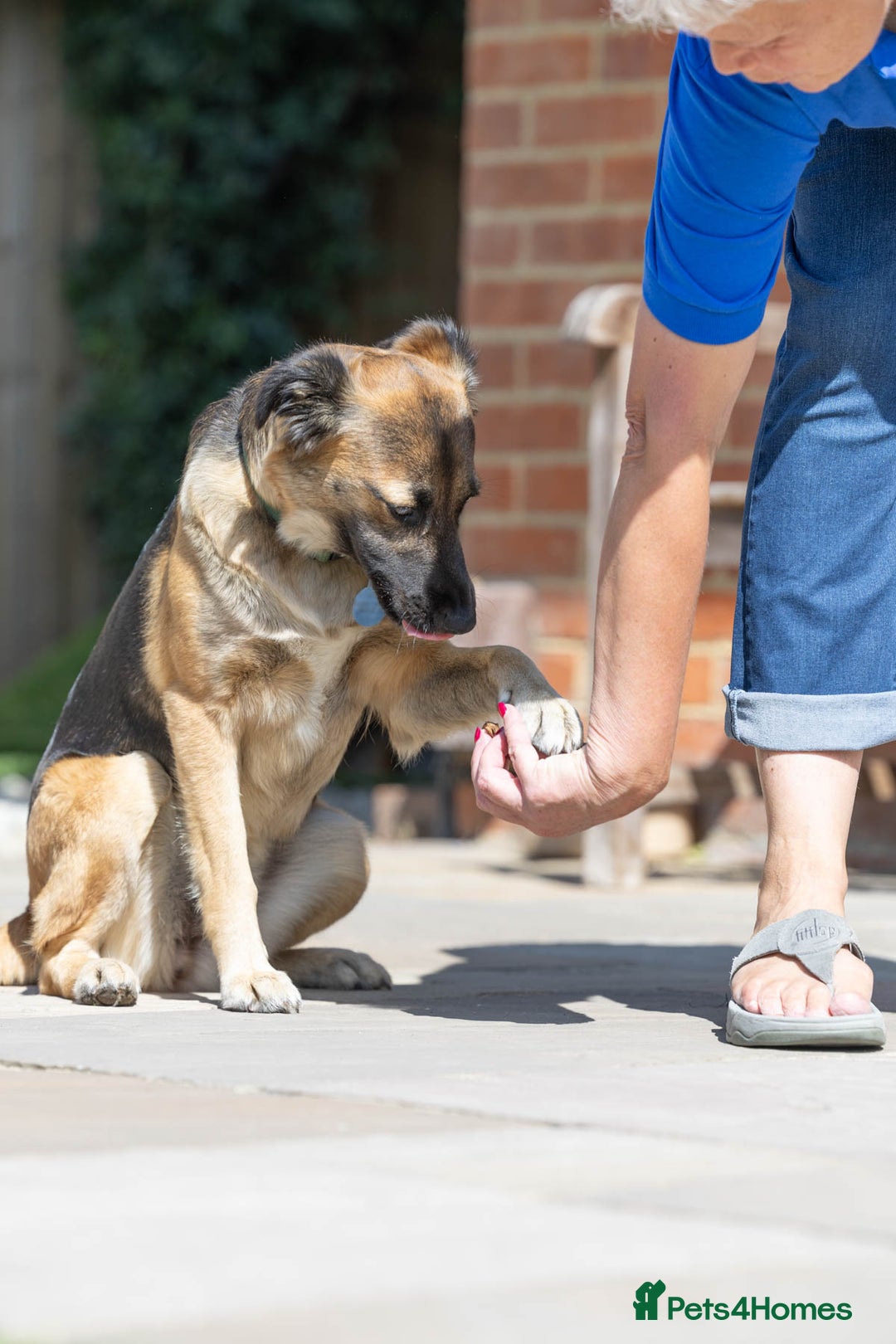 Mixed Breed dogs for adoption: Super Shelby - Image 1