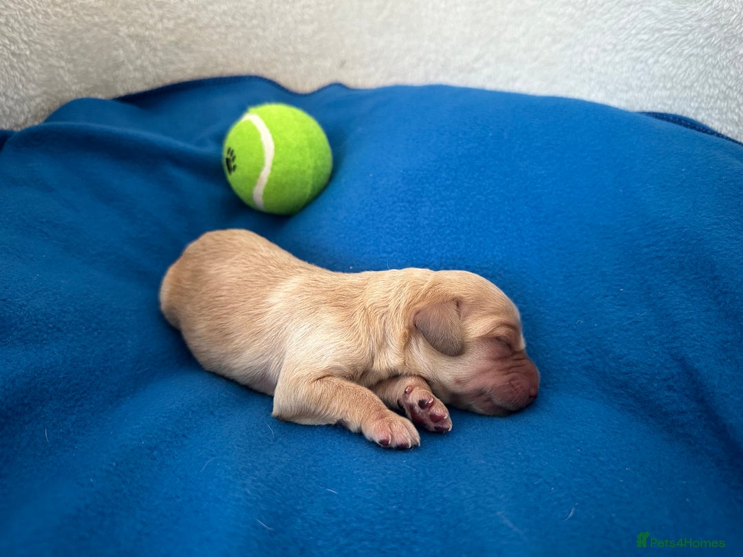 Labradoodle dogs for sale: Extensively Health Tested F1 Miniature Labradoodle - Image 2