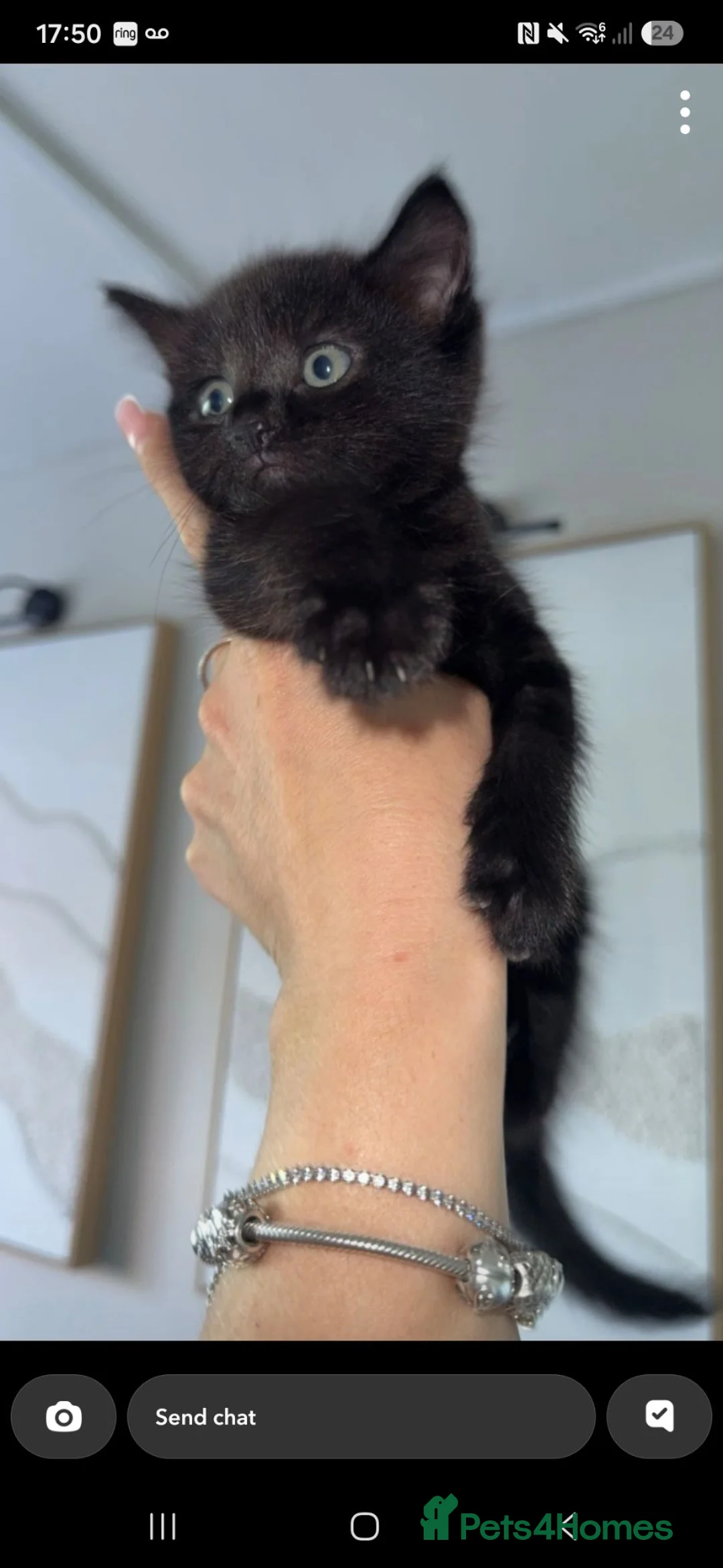 Mixed Breed cats for sale: 2 beautiful black kittens looking for forever home - Advert 4