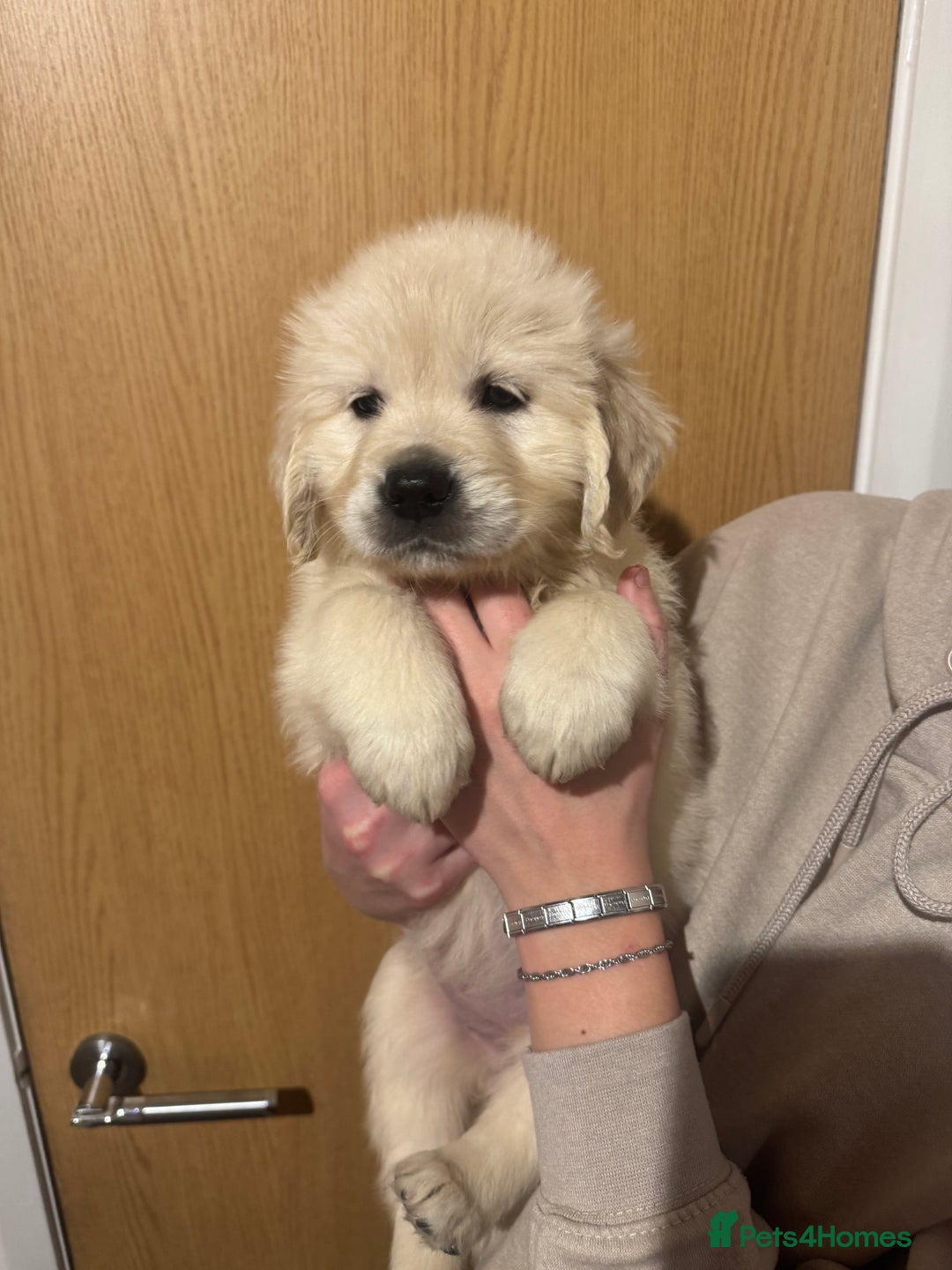 Golden Retriever dogs for sale: Golden Retriever Pups - Advert 4