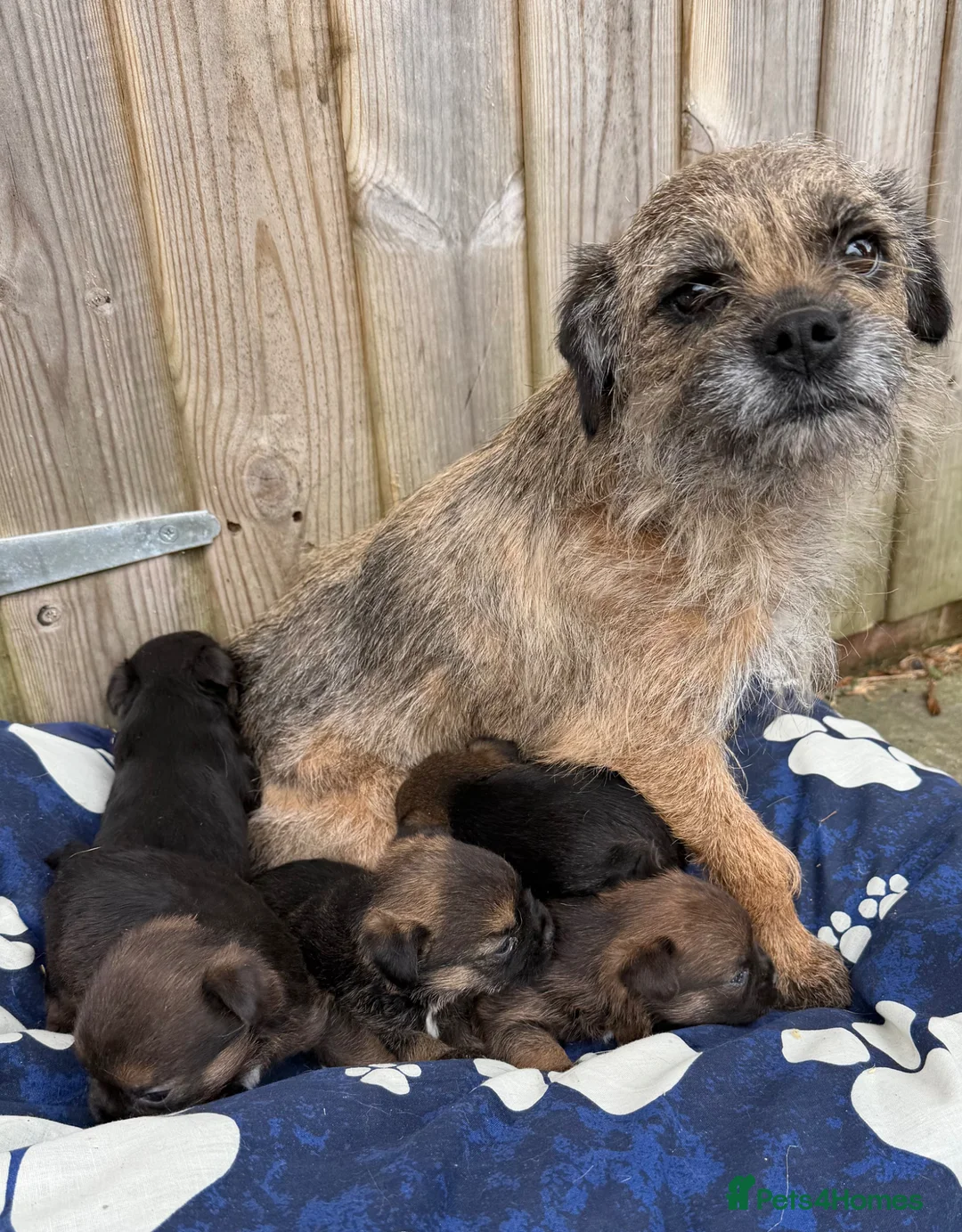 Border Terrier dogs for sale: Border terrier  in Polegate - Advert 1