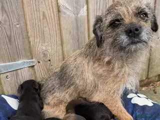 Border Terrier dogs Border terrier - Advert 1