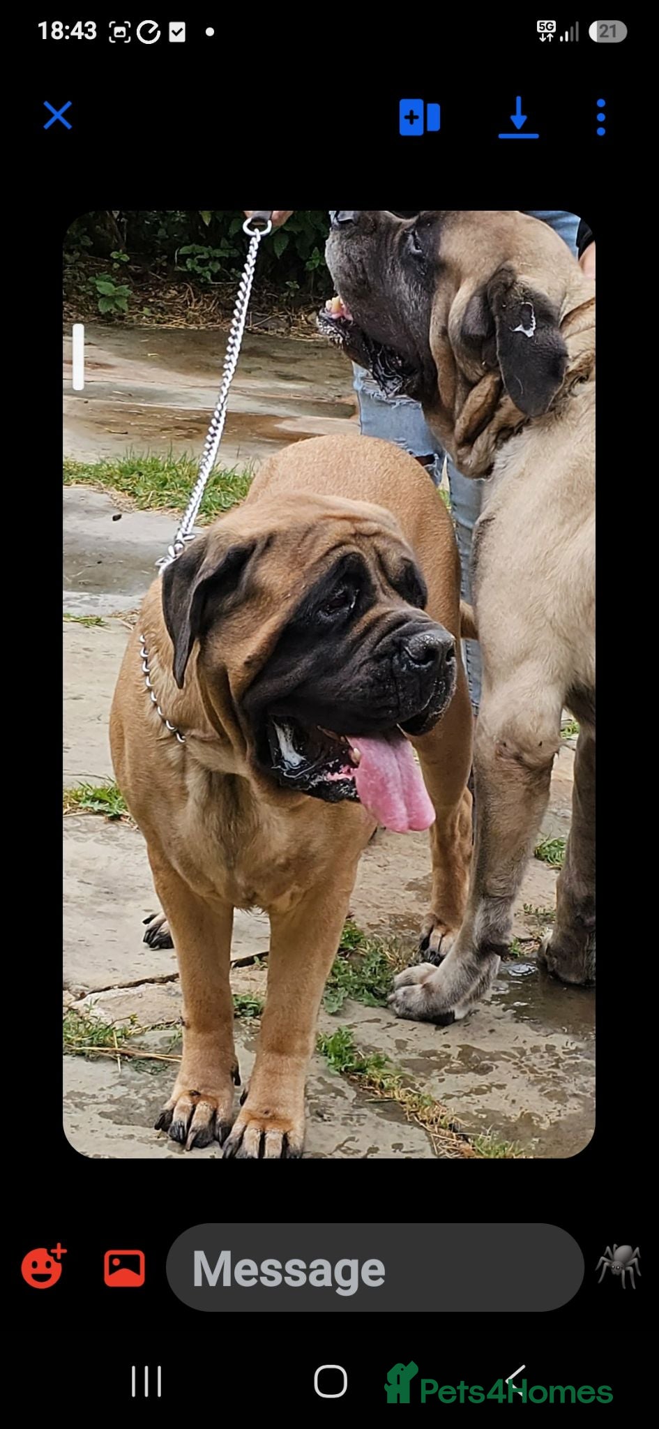 Mastiff dogs English mastiff pair kc reg - Advert 2