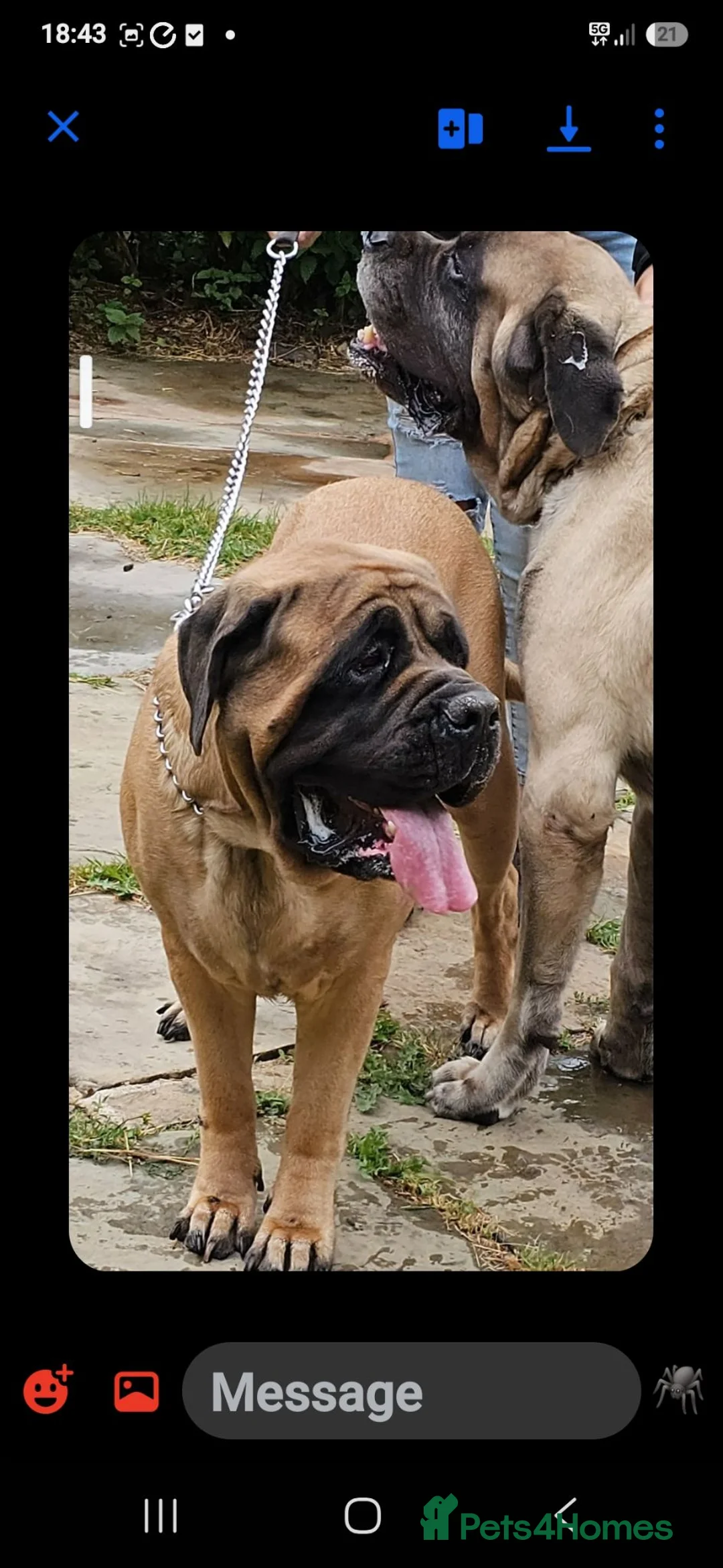 Mastiff dogs for sale: English mastiff pair kc reg - Advert 1