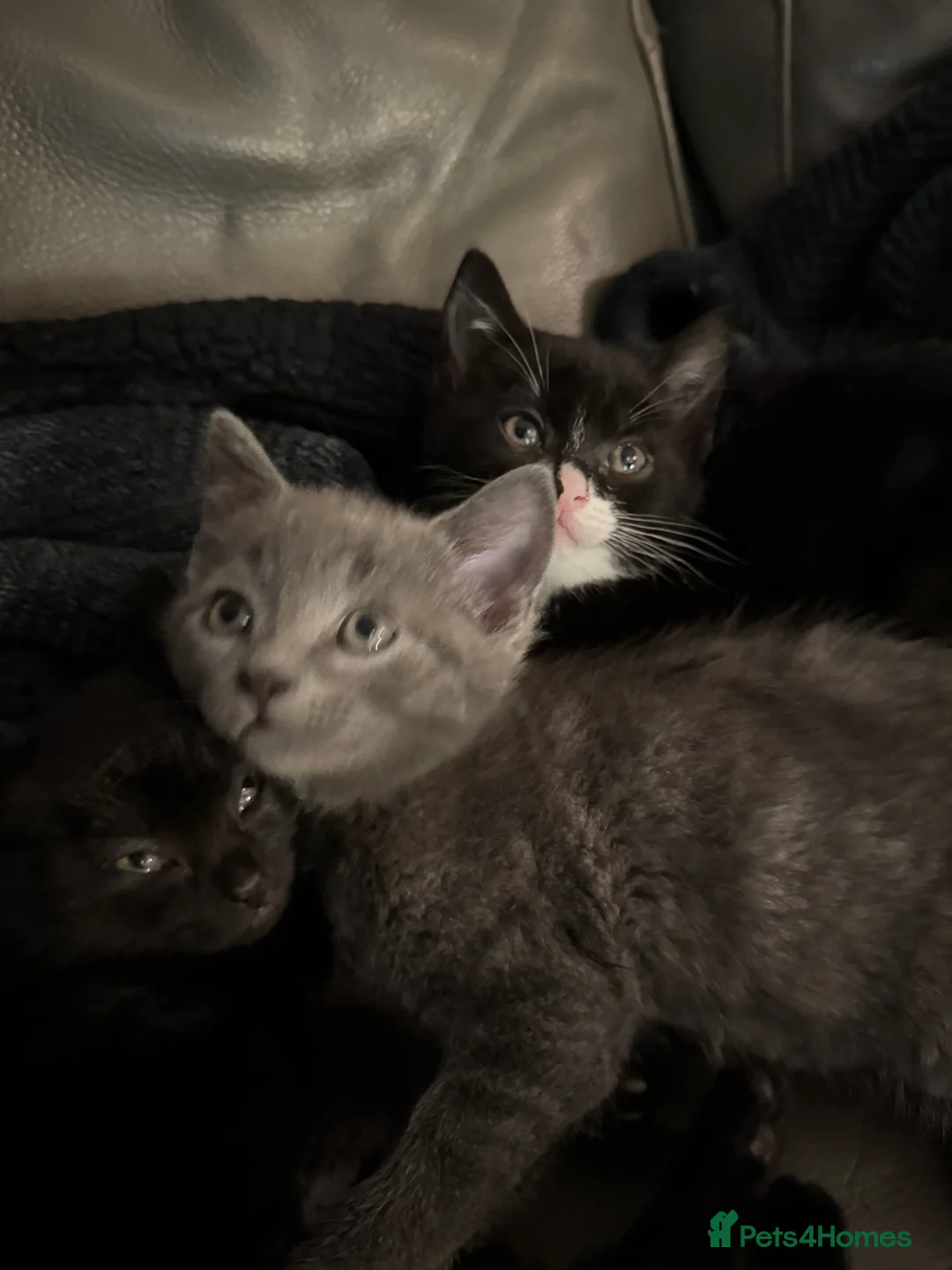 Mixed Breed cats for sale: Beautiful and super friendly mixed kittens - Advert 22