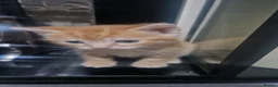 Mixed Breed cats for sale: Beautiful kittens  - Advert 2