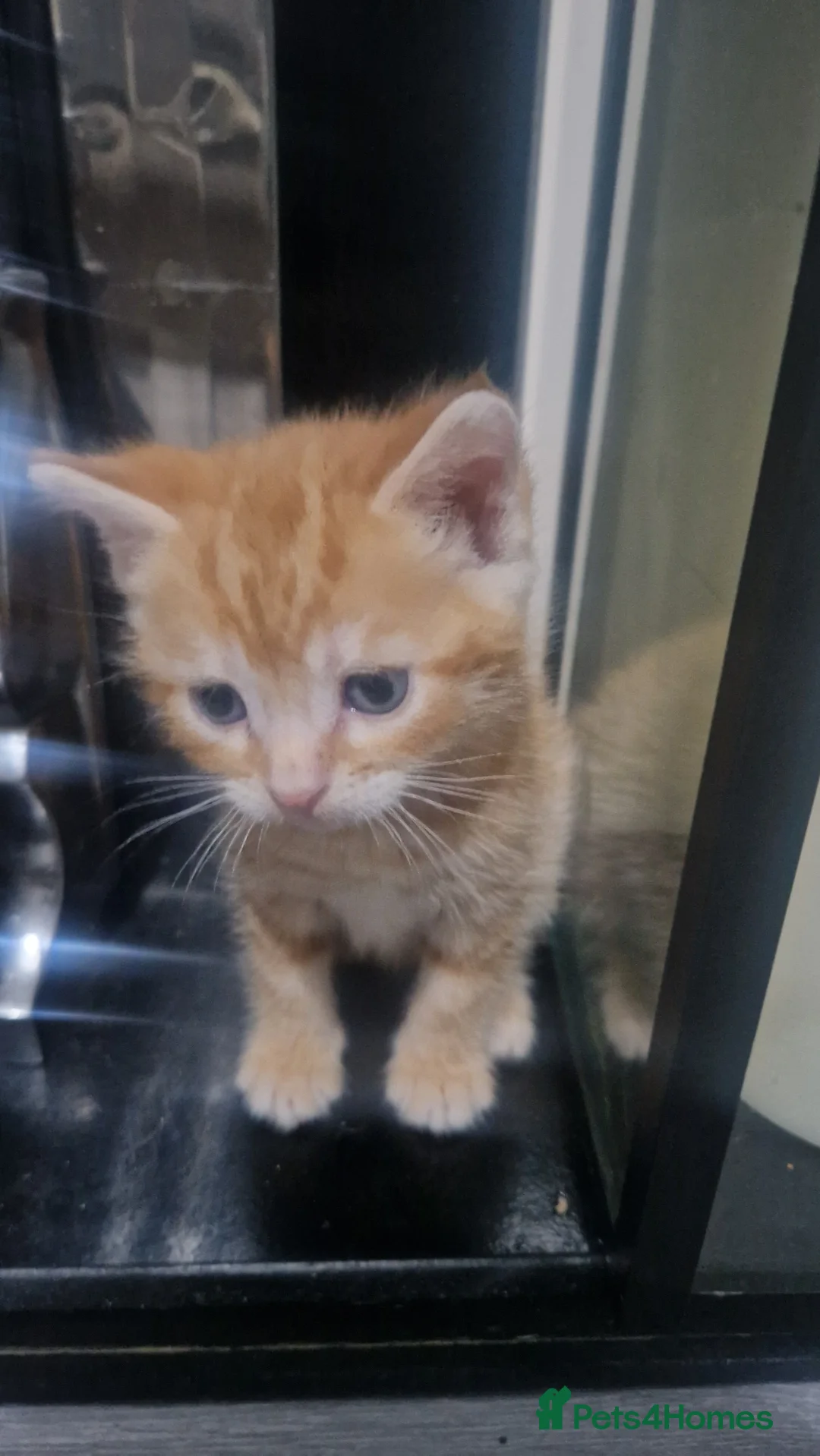 Mixed Breed cats for sale: Beautiful kittens  - Advert 2