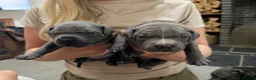 Staffordshire Bull Terrier dogs for sale: KC Registered Staffordshire Bull Terrier Puppies - Advert 9