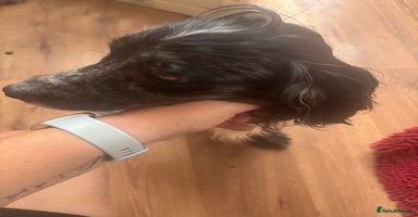 Cocker Spaniel dogs - Advert 2