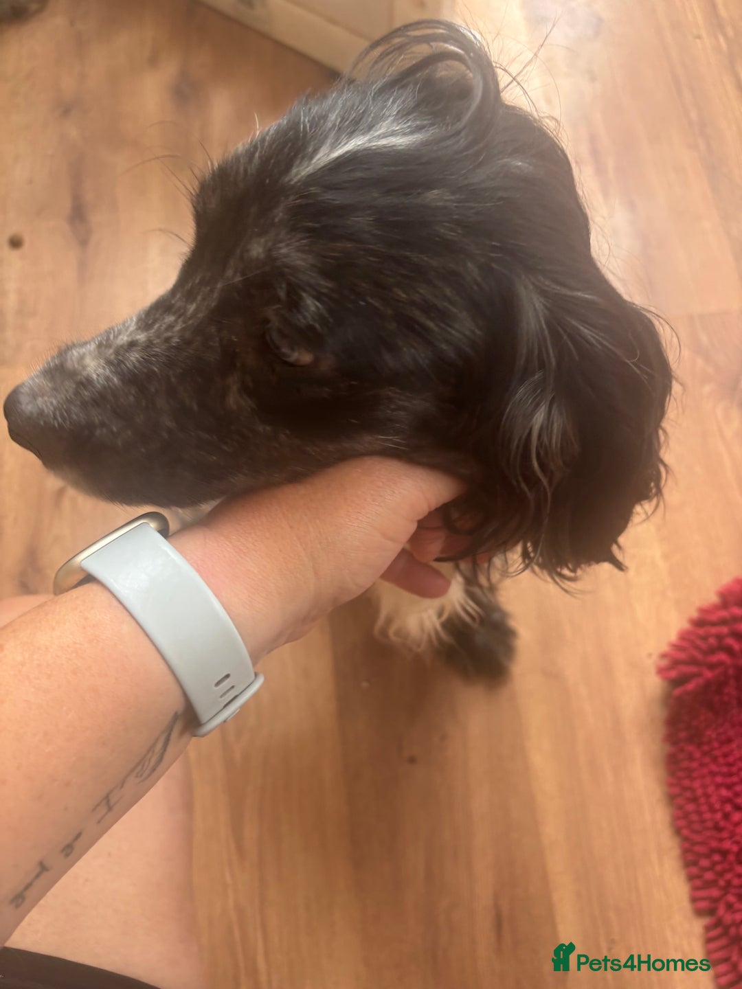 Cocker Spaniel dogs for sale: Cocker spaniel  - Image 2