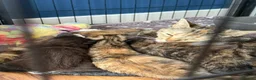 Mixed Breed cats for sale: Mixed ragdoll kittens  - Advert 2