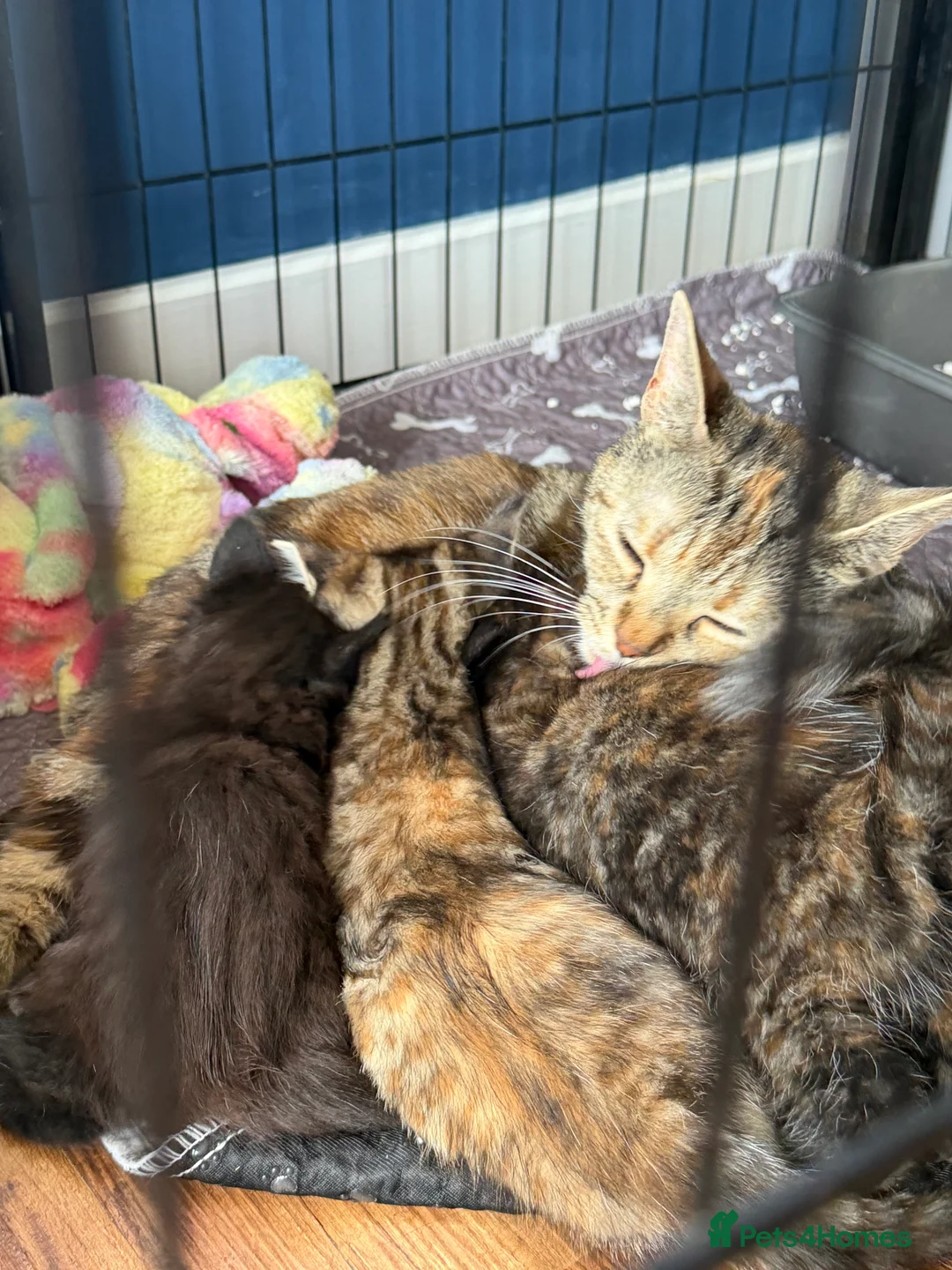 Mixed Breed cats for sale: Mixed ragdoll kittens  - Advert 2