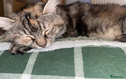 Mixed Breed cats for sale: 😻friendly kittens looking for forever homes - Image 9