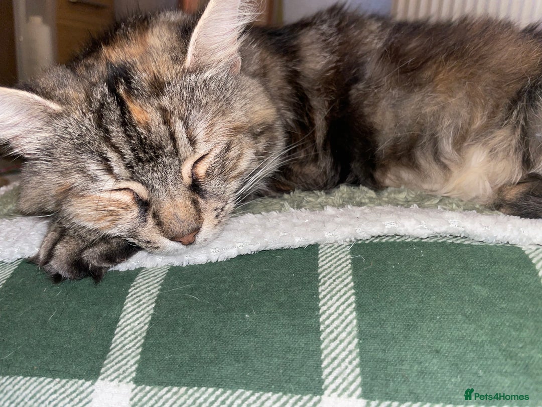 Mixed Breed cats for sale: 😻friendly kittens looking for forever homes - Image 9