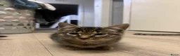 Bengal cats for sale: Ragdoll x Bengal kittens  - Advert 30