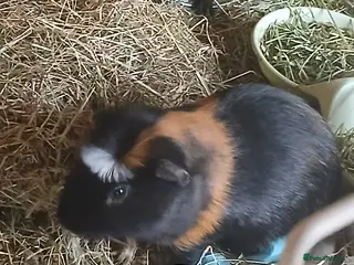 Guinea Pig rodents Boar Guinea Pigs for sale - Advert 1