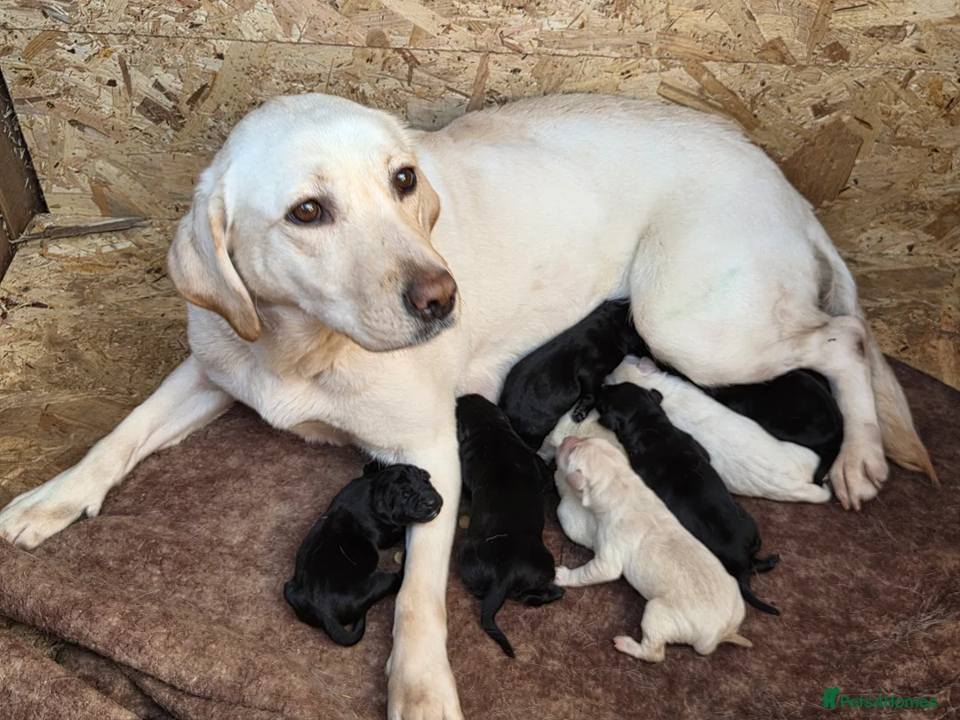 Labrador Retriever dogs for sale: Labrador puppies * 2 left * - Advert 1
