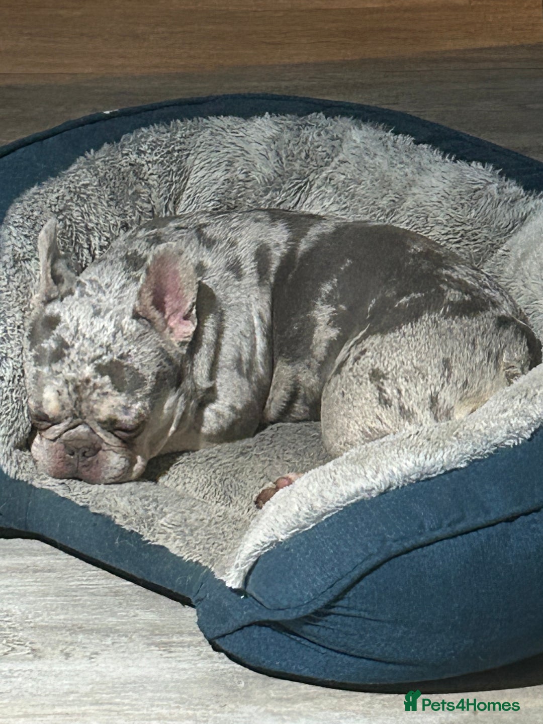 French Bulldog dogs for sale: Nala & daisy 4 1/2 & 6 1/2 yr old fem French’s  - Advert 3