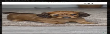 Miniature Dachshund 2