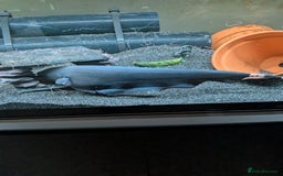 Sharks fish for sale: Black ghost knife - Image 2