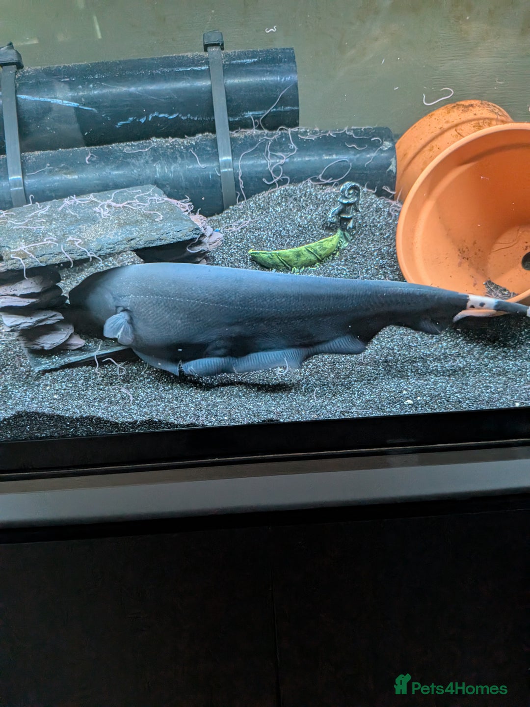 Sharks fish for sale: Black ghost knife - Image 2