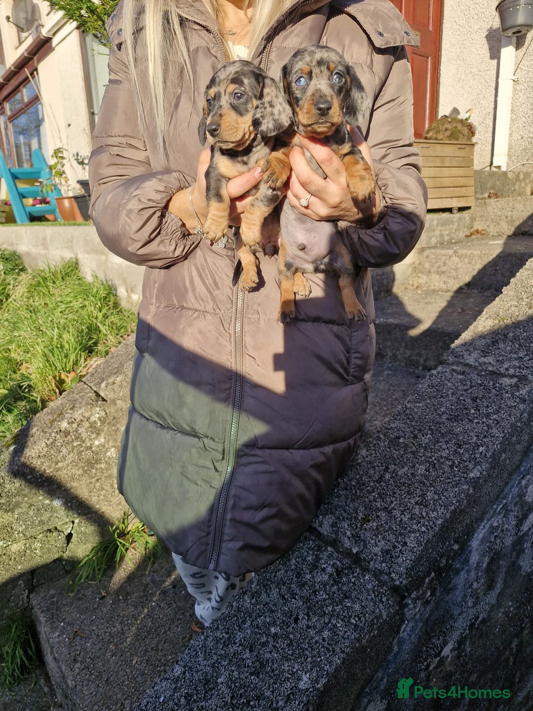 Dachshund dogs for sale: Miniture Silver Dapple Dachshunds - Advert 10