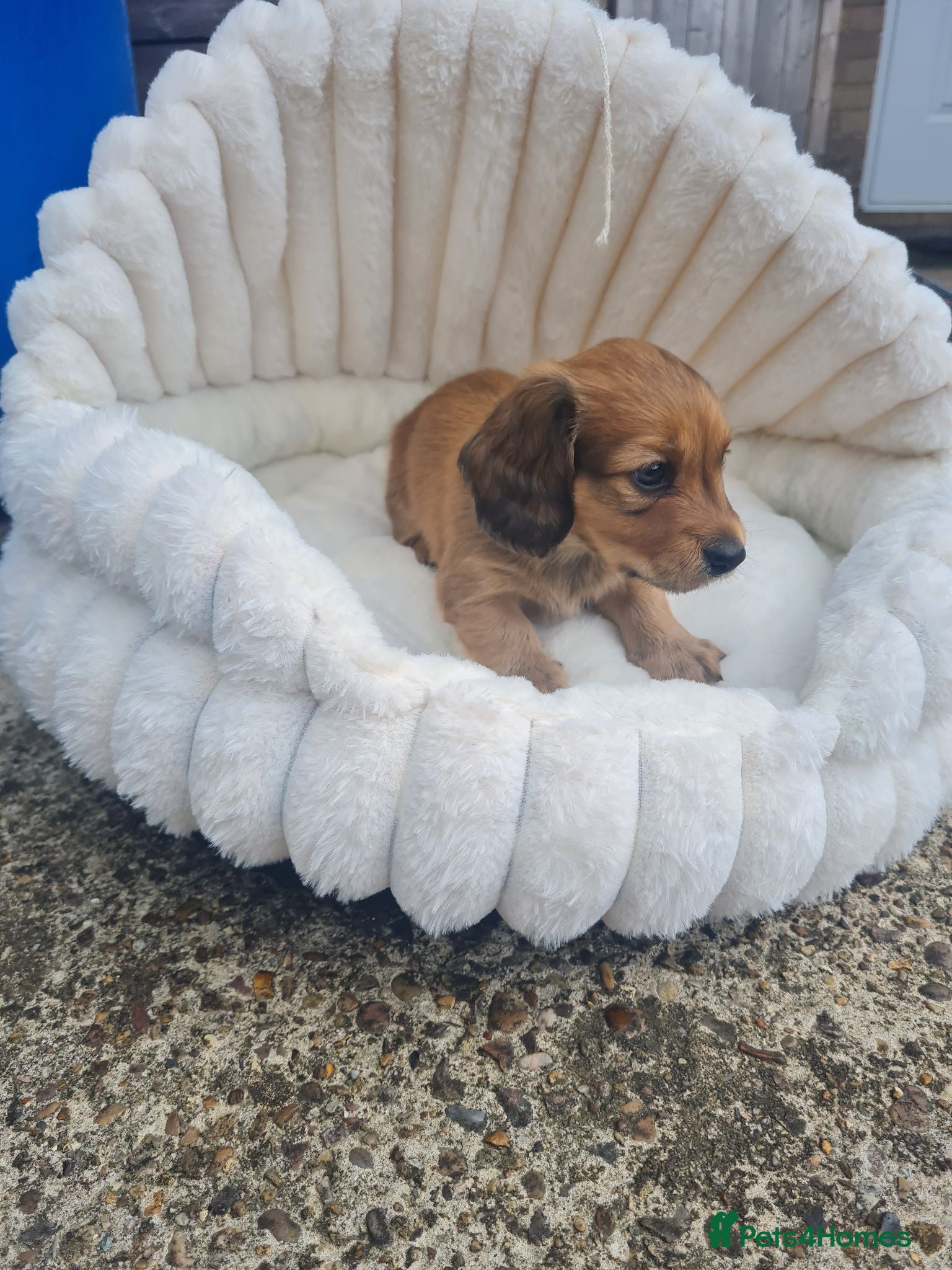 Dachshund dogs Pra clear,Last 3 beautiful LH Dachshund puppies💗 - Advert 10