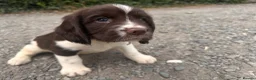 English Springer Spaniel dogs for sale: Working English Springer Spaniel Puppies - Advert 10
