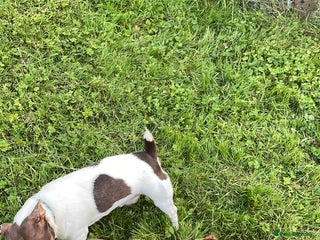 Jack Russell dogs in Lockerbie - Advert 1