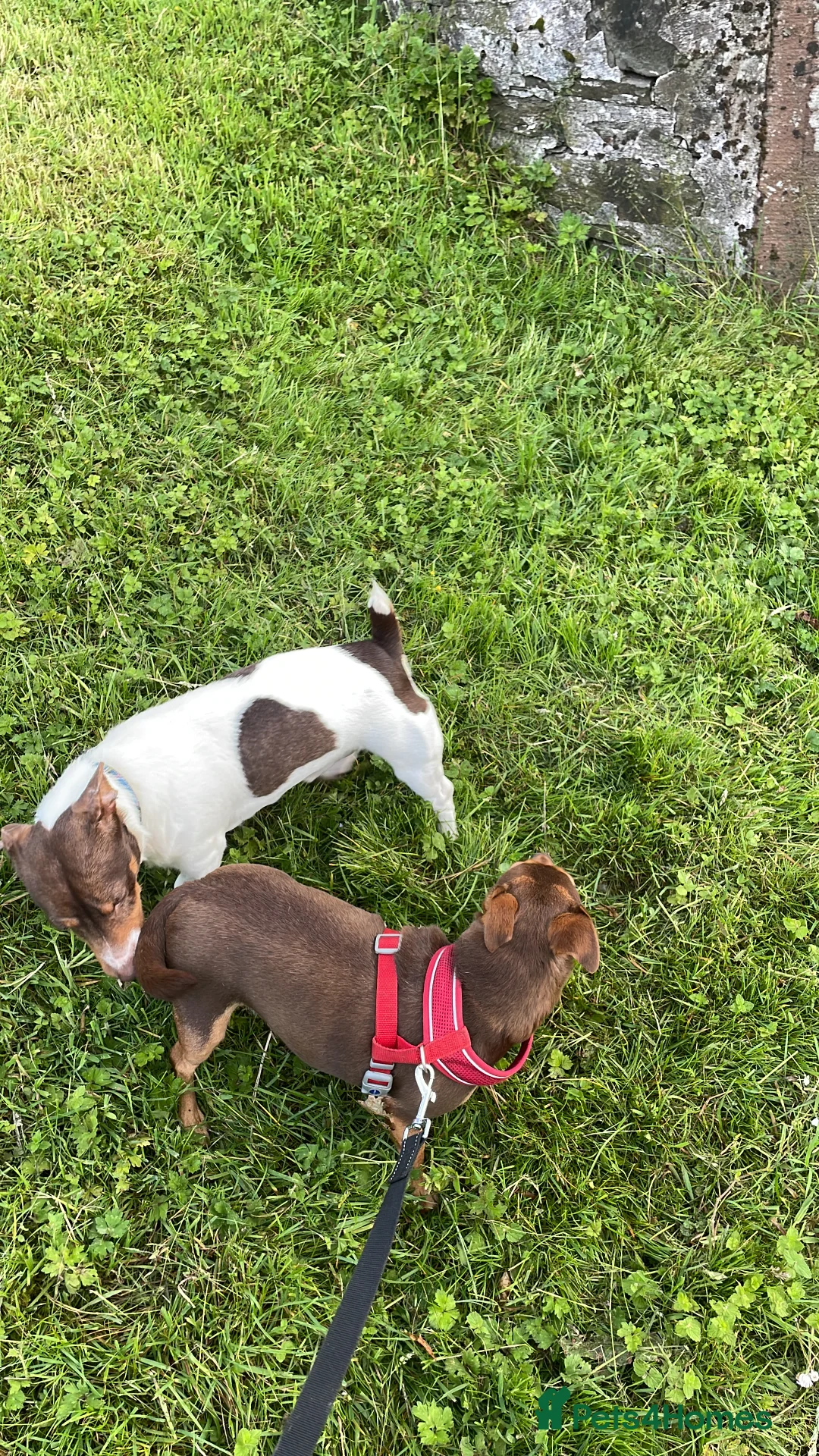 Jack Russell dogs for stud: Chocolate and white jack Russell for stud in Lockerbie - Advert 1