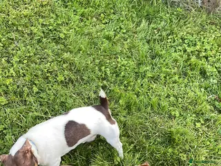 Jack Russell dogs Chocolate and white jack Russell for stud - Advert 3