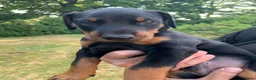 Dobermann dogs for sale: Mr Blue- A truly Free Range Doberman - Advert 37
