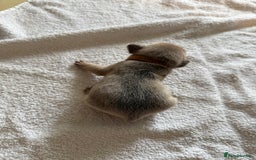 French Bulldog dogs for sale: French Bulldog Puppies 3 Male 4 Female  - Image 32