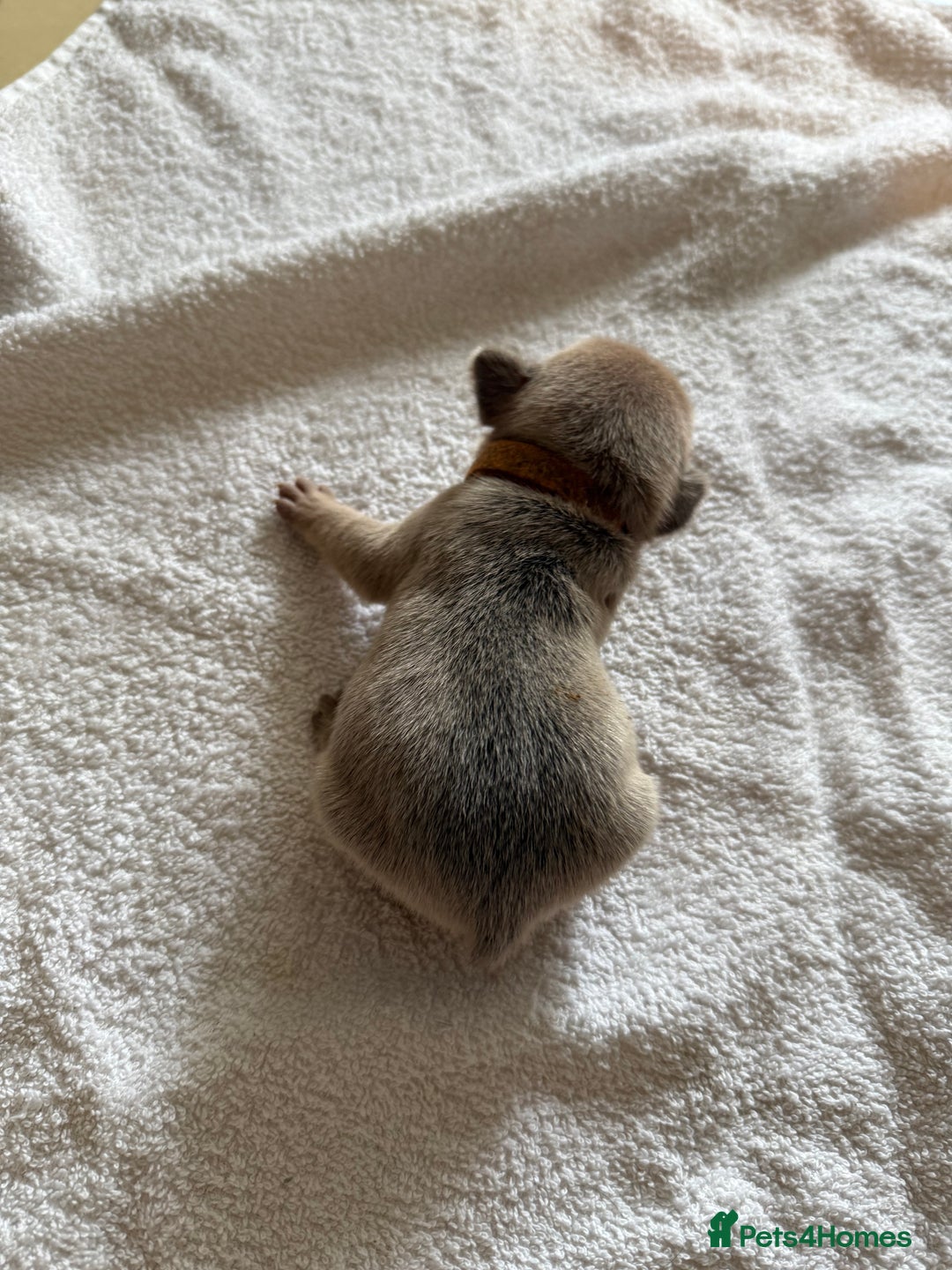 French Bulldog dogs for sale: French Bulldog Puppies 3 Male 4 Female  - Image 32