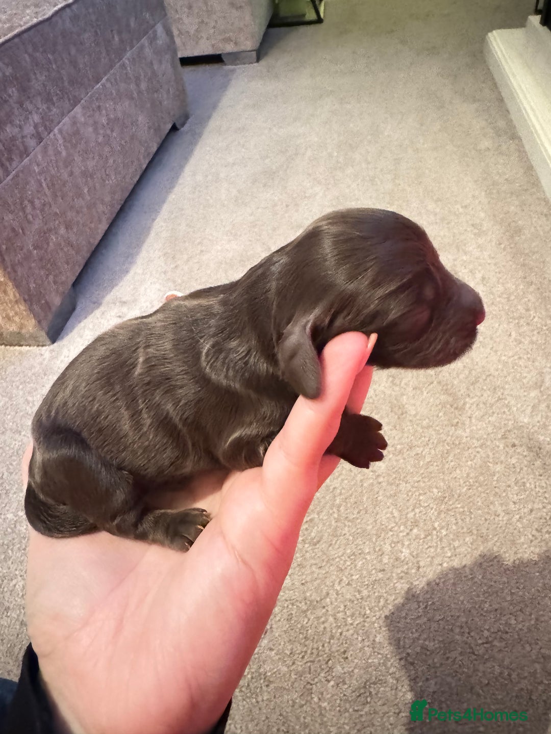 Cockapoo dogs for sale: Beautiful Cockapoo Puppies  - Advert 5