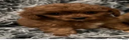 Cavapoo dogs for sale: EXCEPTIONAL EXTENSIVELY HEALTH TESTED CAVAPOO PUPS - Advert 13