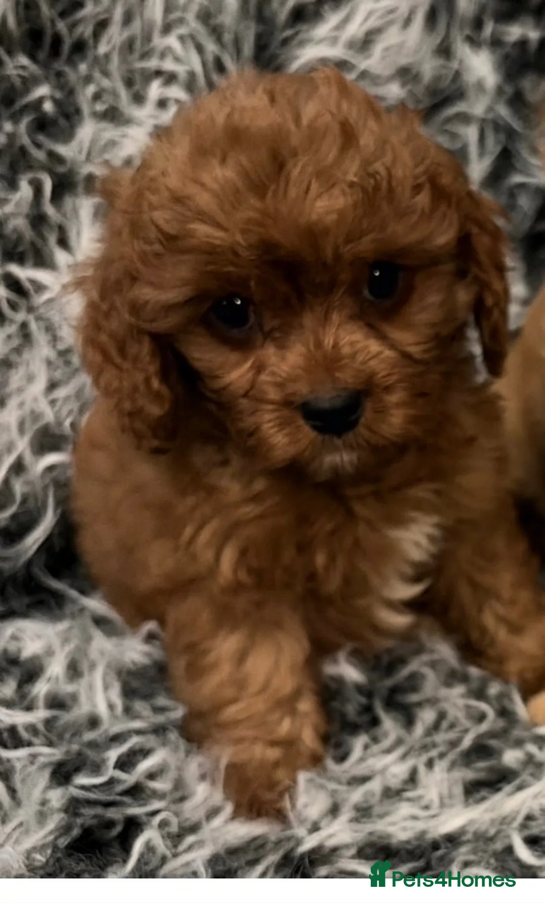 Cavapoo dogs for sale: EXCEPTIONAL EXTENSIVELY HEALTH TESTED CAVAPOO PUPS - Advert 13