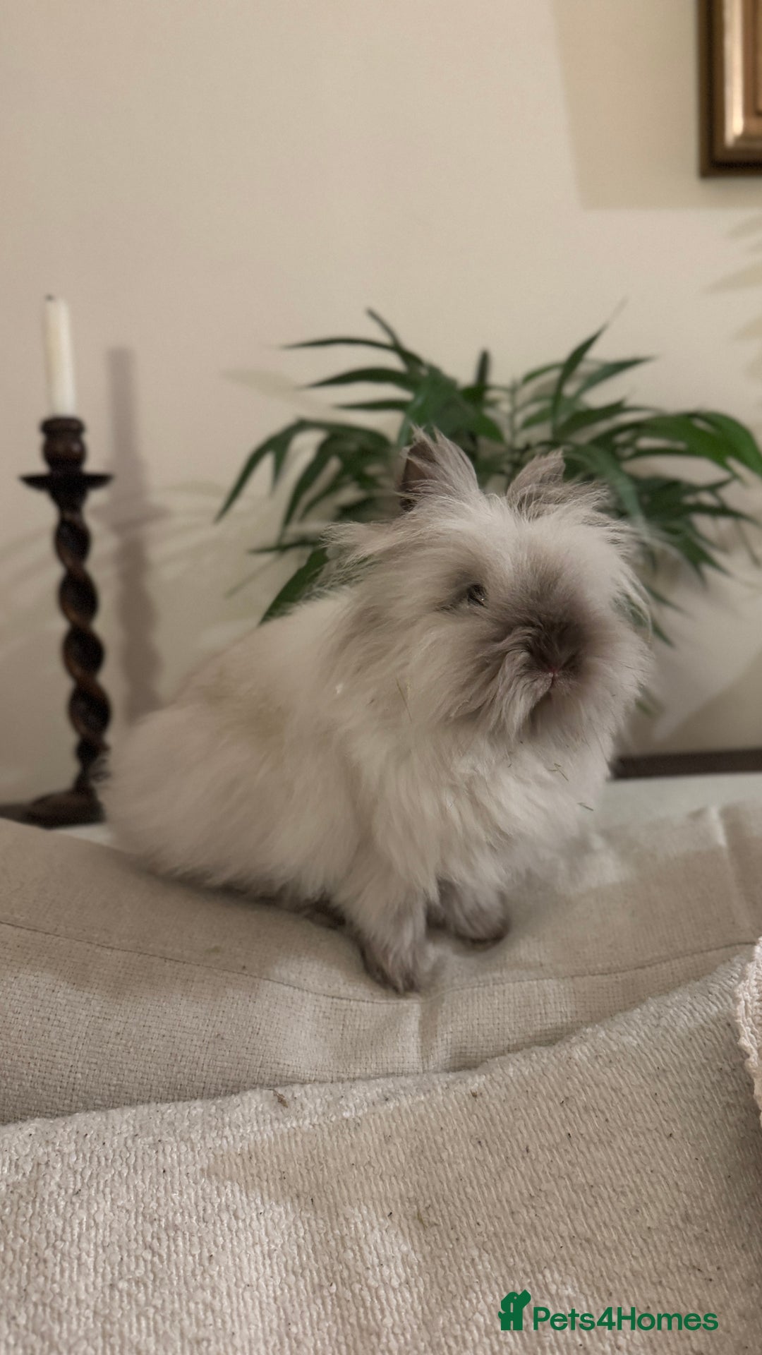 Lionhead rabbits for sale: Gorgeous Lionhead Girl Needing Permanent Home  - Advert 4